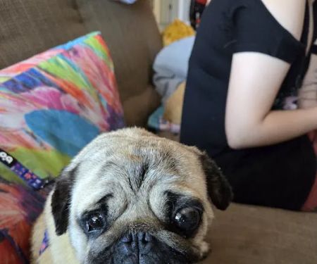 Alondra Animal Hospital