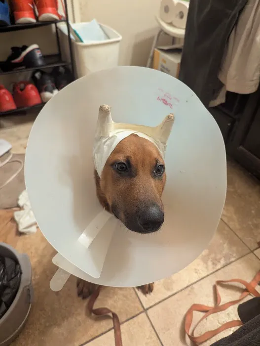 Animal Medical Center Picture 8