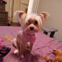 Animal Medical Center ico