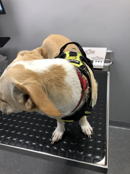 Lawndale Pet Hospital: Paul Lynch DVM Picture 1