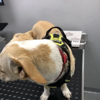 Lawndale Pet Hospital: Paul Lynch DVM ico
