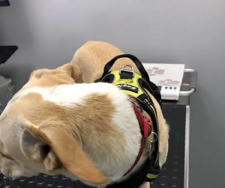 Lawndale Pet Hospital: Paul Lynch DVM