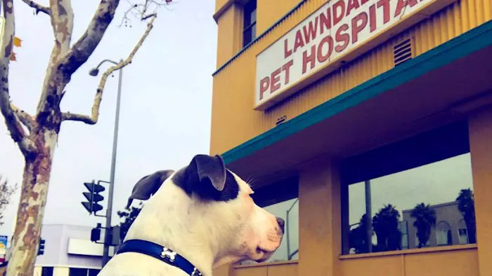 Lawndale Pet Hospital Picture 5