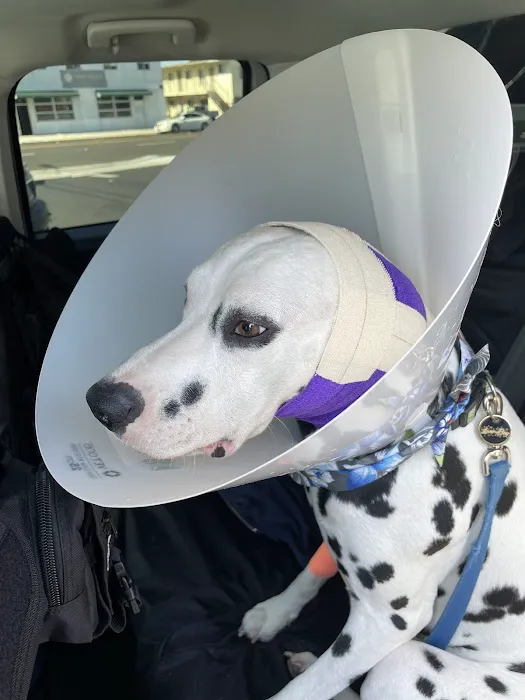 Lawndale Pet Hospital Picture 3