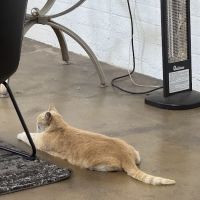 Hawthorne Quality Pet Care (formerly Hawthorne Dog & Cat Hospital) ico