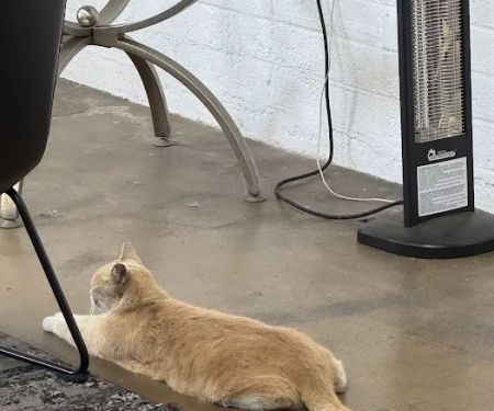 Hawthorne Quality Pet Care (formerly Hawthorne Dog & Cat Hospital)