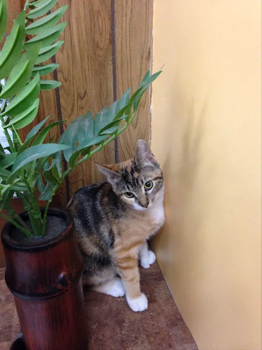 Hawthorne Quality Pet Care (formerly Hawthorne Dog & Cat Hospital) Picture 10