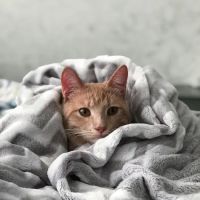 The Animal Doctors of Buena Park (formerly Orangethorpe Animal Aid Hospital) ico