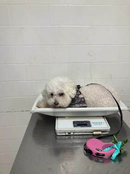 Alamitos Animal Hospital Picture 4
