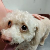 Alamitos Animal Hospital ico