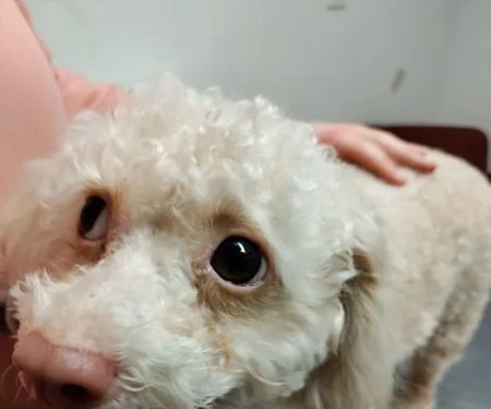 Alamitos Animal Hospital