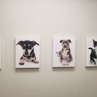 Westminster Veterinary Group ico
