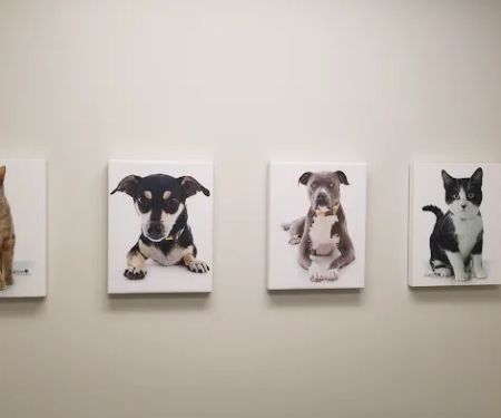 Westminster Veterinary Group