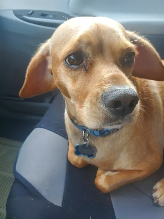 Westchase Animal Clinic Picture 8