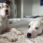 Westchase Animal Clinic