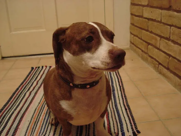 Westchase Animal Clinic Picture 5