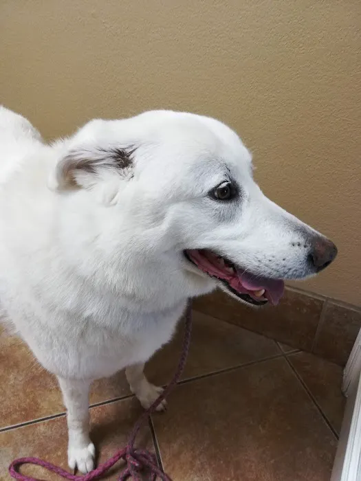 Beechnut Animal Hospital Picture 1
