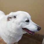 Beechnut Animal Hospital