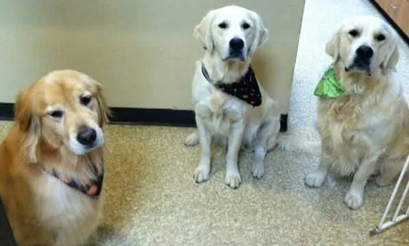 Memorial Town and Country Animal Clinic Picture 6