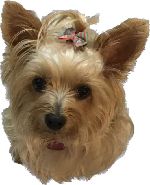Memorial Town and Country Animal Clinic Picture 10