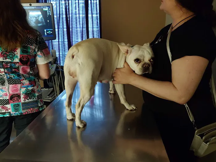 Brittmoore Animal Hospital Picture 3