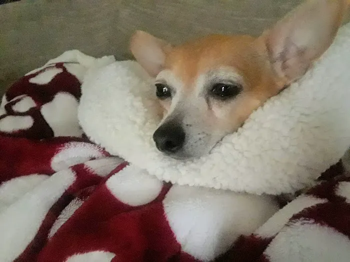 Brittmoore Animal Hospital Picture 6