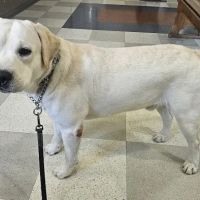 Brittmoore Animal Hospital ico