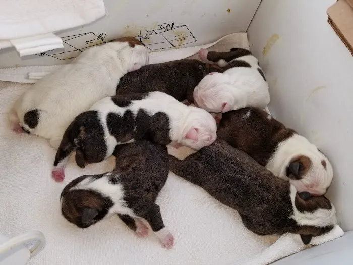 Brittmoore Animal Hospital Picture 10
