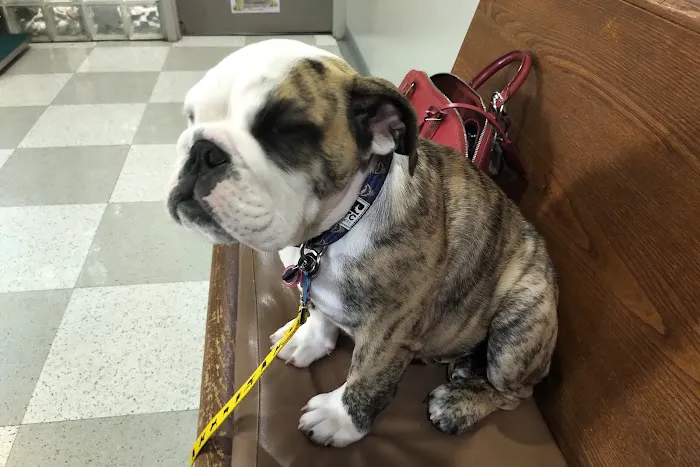 Brittmoore Animal Hospital Picture 7