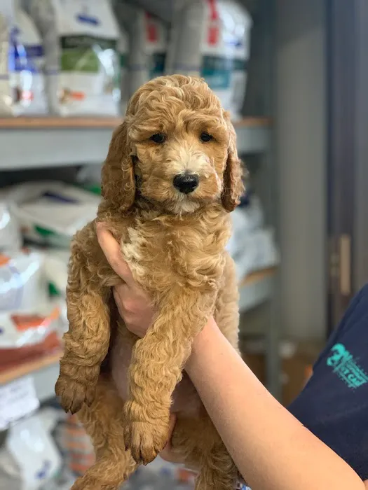 Memorial Veterinary Pet Care Hospital Picture 1