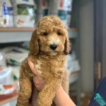 Memorial Veterinary Pet Care Hospital