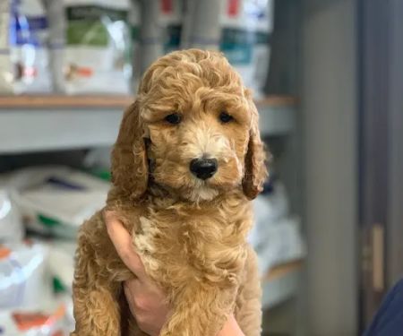 Memorial Veterinary Pet Care Hospital