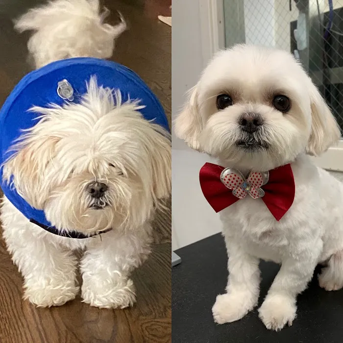 Memorial Veterinary Pet Care Hospital Picture 2
