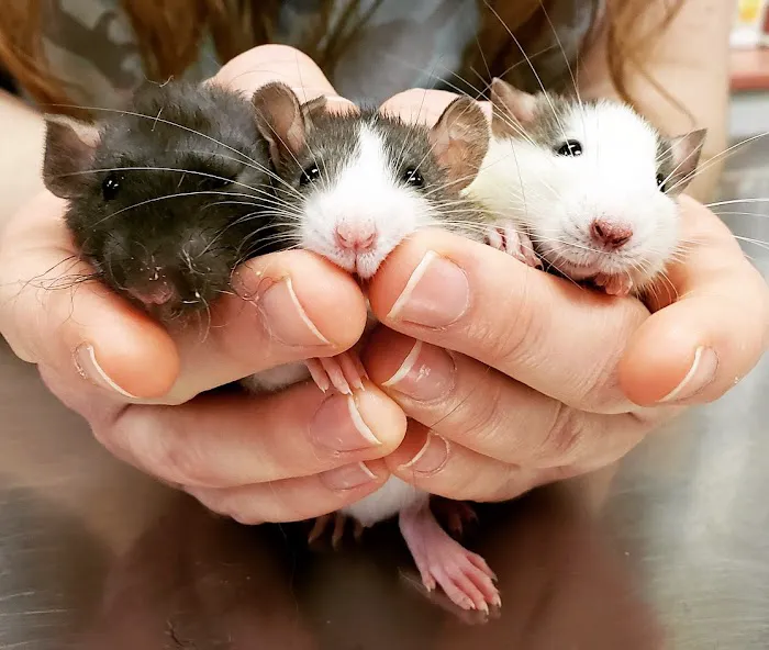 Memorial Veterinary Pet Care Hospital Picture 7