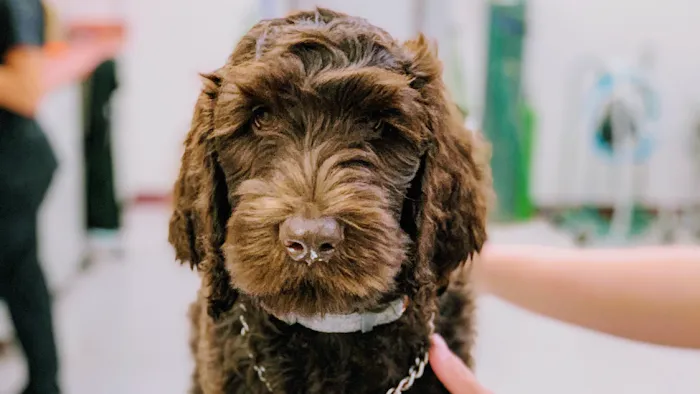Memorial Veterinary Pet Care Hospital Picture 10