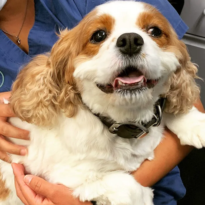 Memorial Veterinary Pet Care Hospital Picture 3