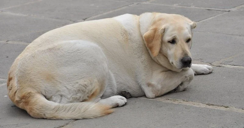 How to Recognize Hypothyroidism in Dogs