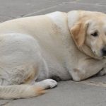 How to Recognize Hypothyroidism in Dogs