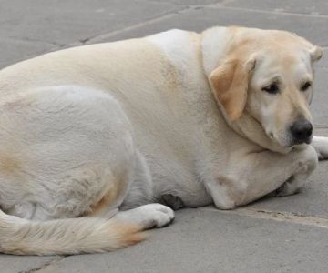 How to Recognize Hypothyroidism in Dogs