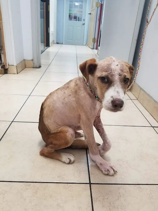 Fairbanks Animal Clinic Picture 6