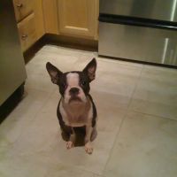 Fairbanks Animal Clinic ico