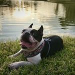 Canfel Care Animal Hospital