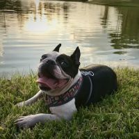 Canfel Care Animal Hospital ico