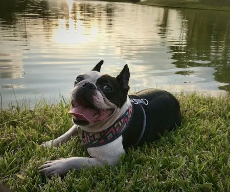 Canfel Care Animal Hospital