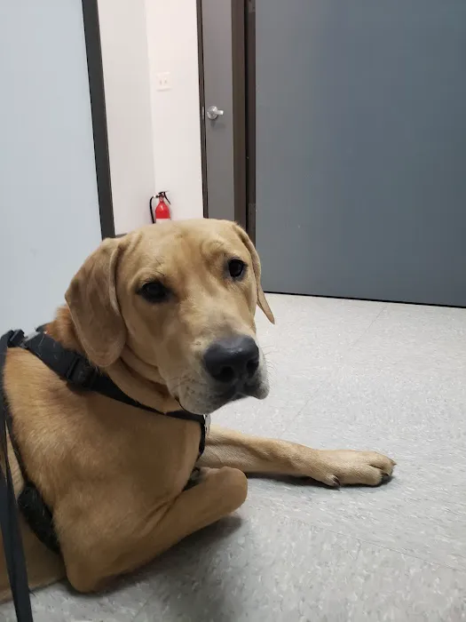 Canfel Care Animal Hospital Picture 9