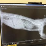 Wilcrest Animal Hospital