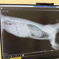 Wilcrest Animal Hospital ico