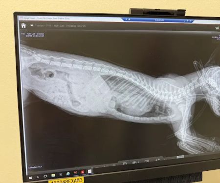 Wilcrest Animal Hospital