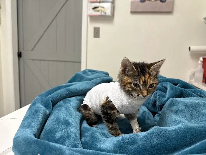 Wilcrest Animal Hospital Picture 7