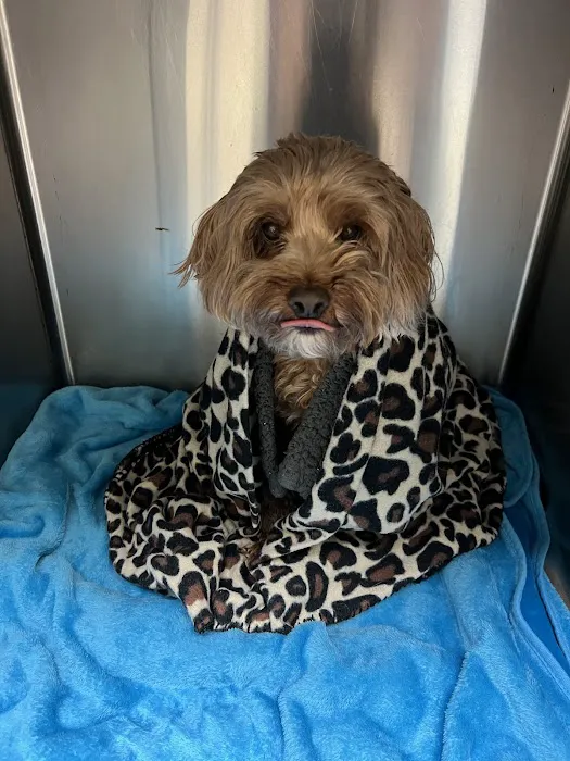PetRight Animal Clinic Picture 5